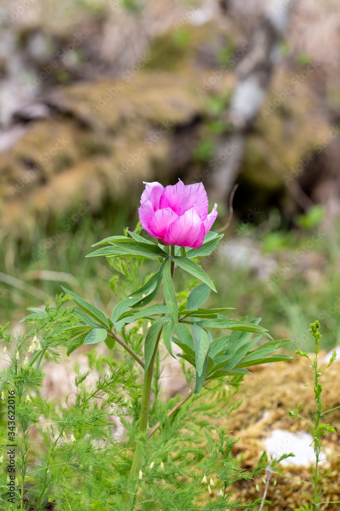 Pink, purple wild peony flower macro close up in ther forest. Blurred soft bokeh spring nature background.
