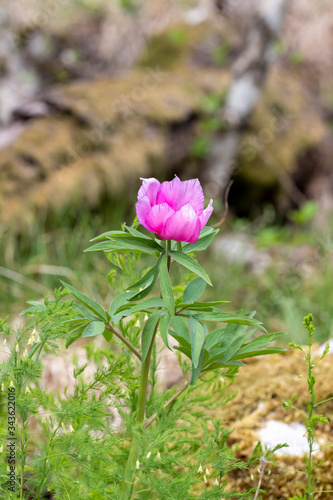Obraz na płótnie Pink, purple wild peony flower macro close up in ther forest. Blurred soft bokeh spring nature background. w salonie