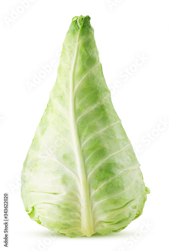 Fresh green field pointed cabbage