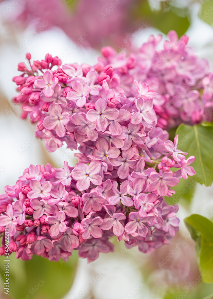 Purple, pink lilac flower blossoming tree close up macro shot.