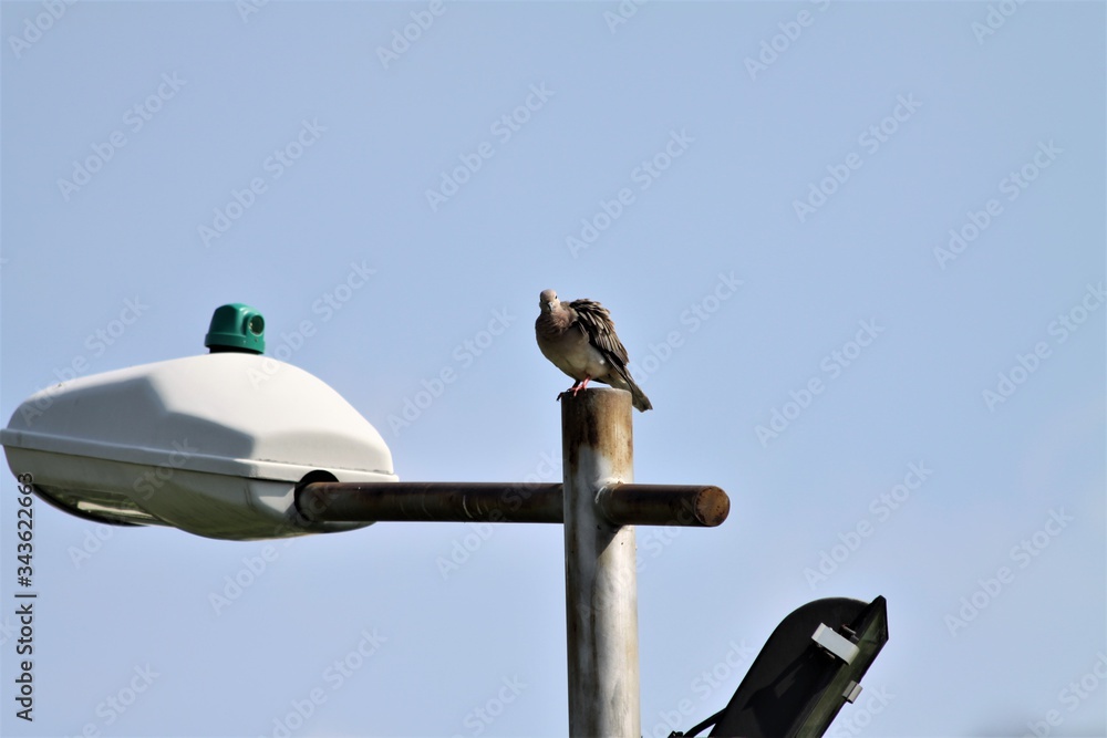 pigeon resting - Dove pigeon resting - Dove
