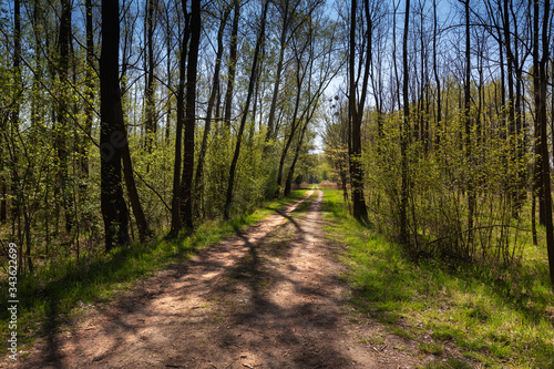 A forest path leading through a spring floodplain forest with beautiful backlight and shadows. Wild.