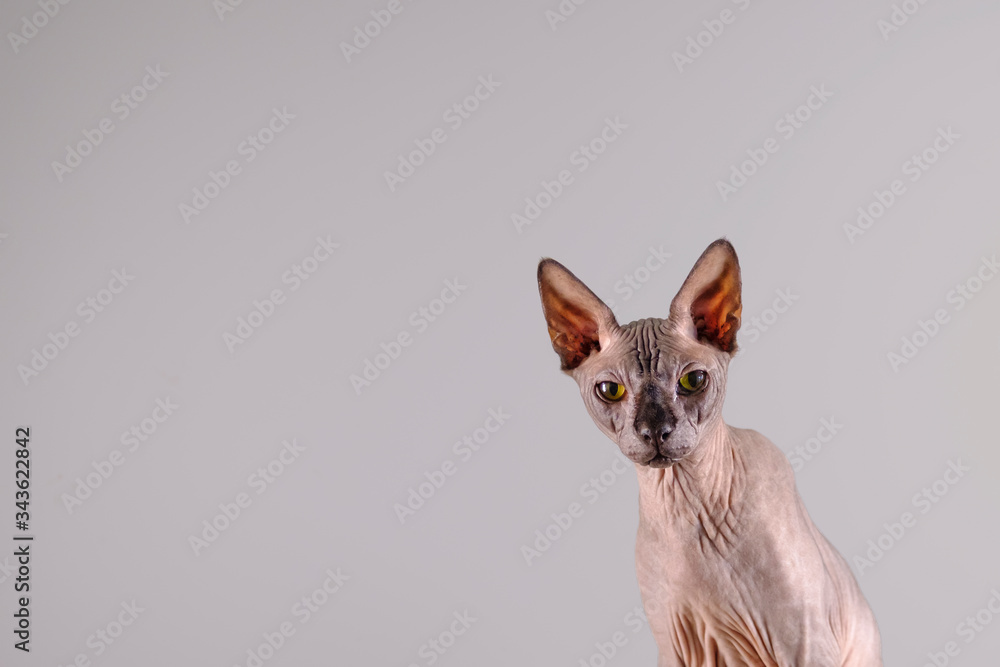 Portrait of a pretty sphinx indoors, bald cat, the cat is sitting, half body, on a grey background, with space for copy, focus on eye