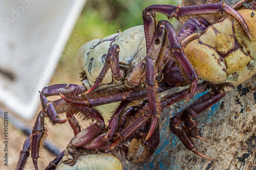 The swamp ghost crab (Ucides cordatus), caught for sale, hung like a garland. U. cordatus has two distinct pinchers. Its left pincher for to cut and the other one, is much larger and used to crush. photo