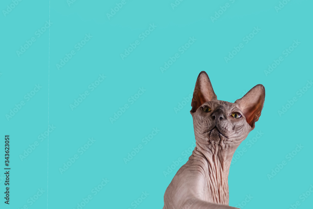 Portrait of a pretty sphinx indoors, bald cat, right in the photo, looksupwards on a green background, with space for copy, focus on eye