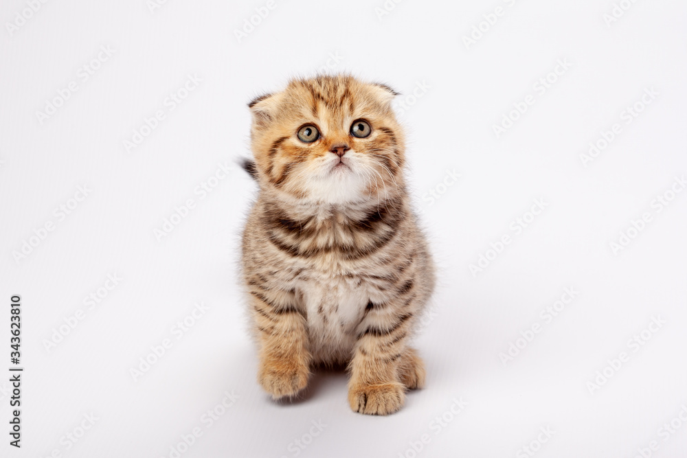 Obraz premium Ginger striped scottish fold kitten
