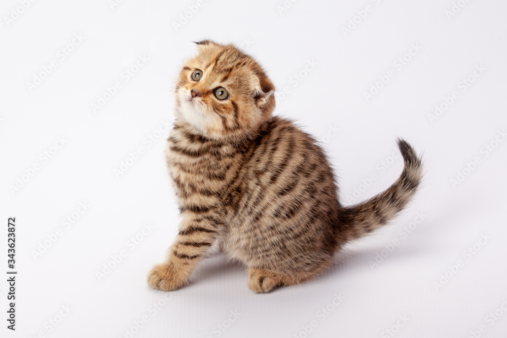 Ginger striped scottish fold kitten