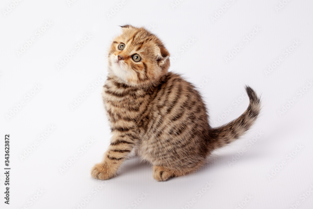 Ginger striped scottish fold kitten Ginger striped scottish fold kitten