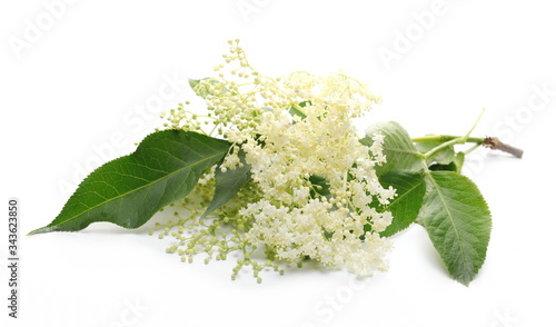 Elder, elderberry plant with young flowers and leaves isolated on white background