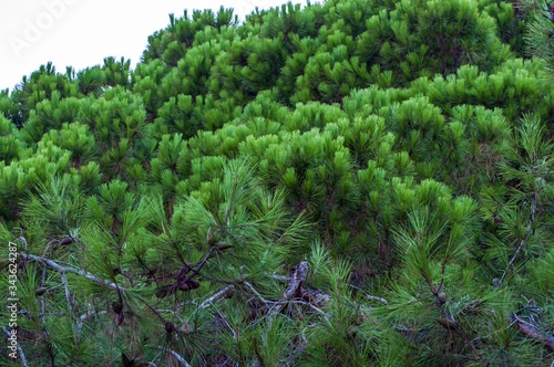 moss on a tree