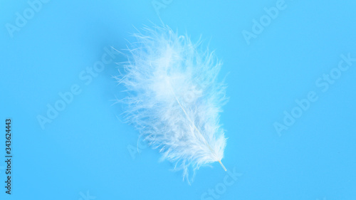 white fluffy bird feather from a chicken on a blue background. banner