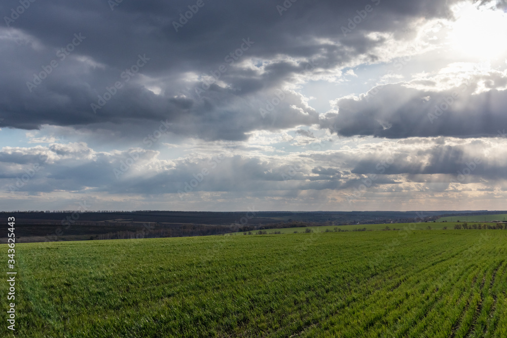 Young green wheat corn grass sprouts field on spring rainy day with clouds and sun rays in countryside, agriculture wide landscape