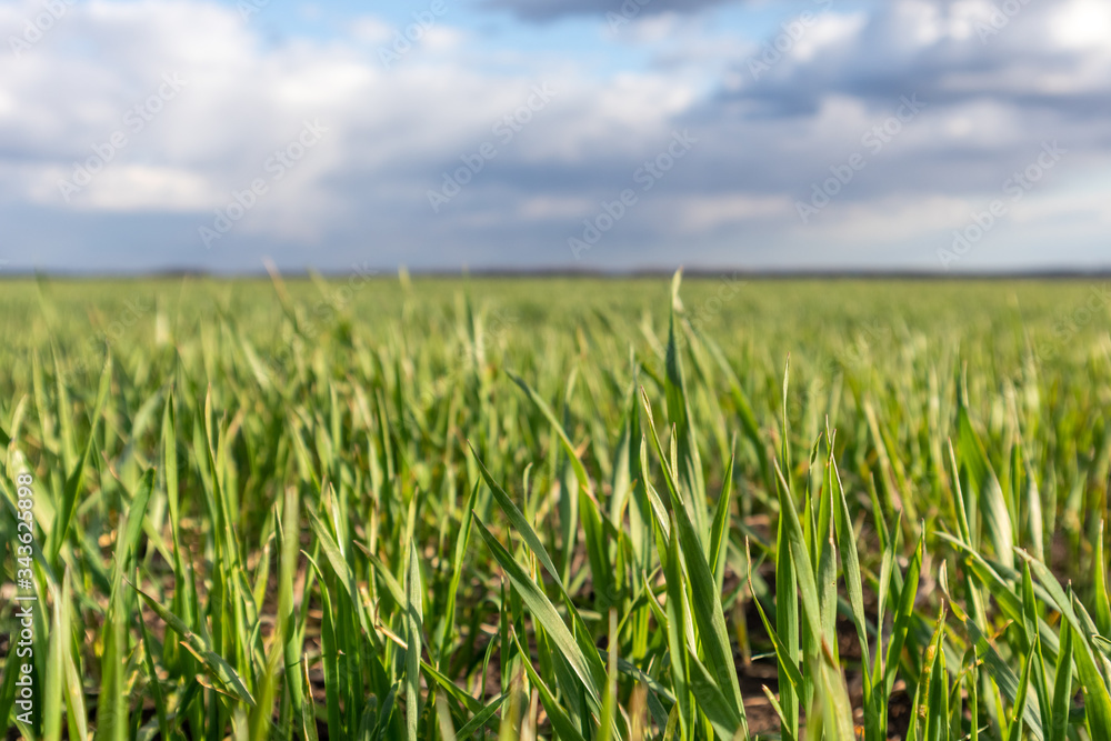 Young green wheat corn grass sprouts field on spring sunny day with clouds in countryside agriculture close-up Young green wheat corn grass sprouts field on spring sunny day with clouds in countryside agriculture close-up