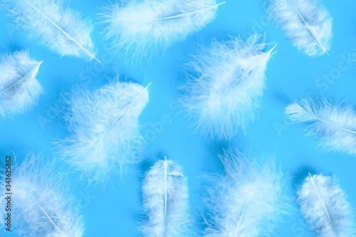 several white fluffy bird feather from a chicken on a blue background