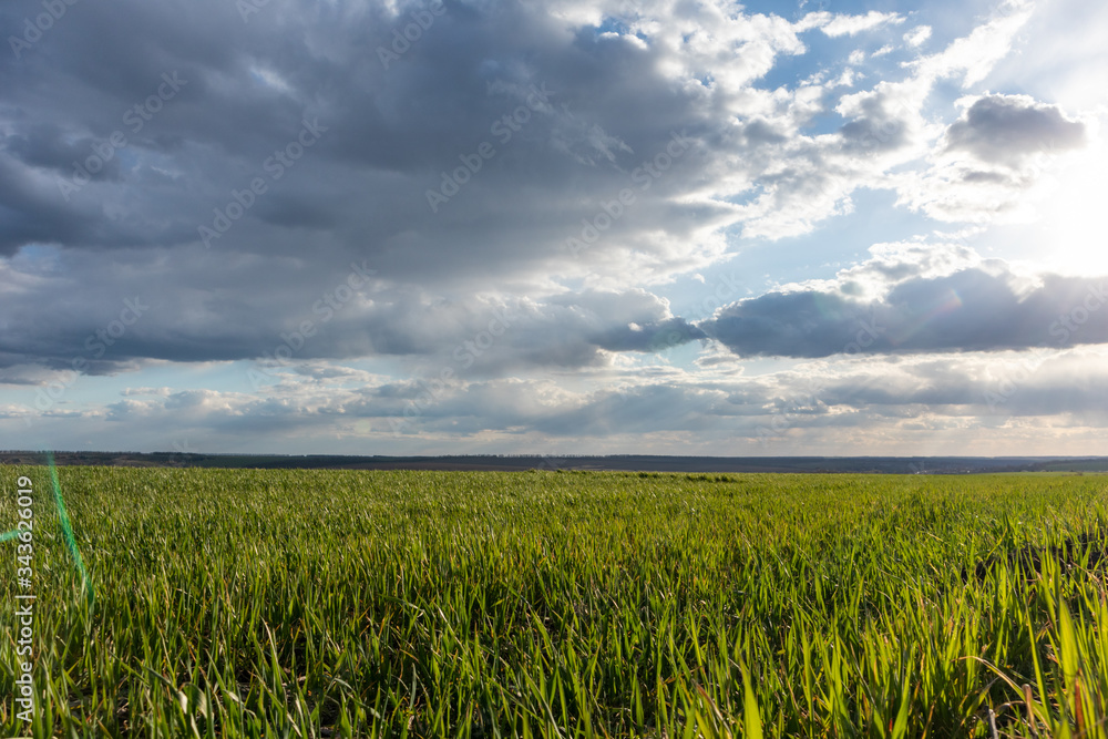 Young green wheat corn grass sprouts field on spring sunny day with clouds in countryside agriculture wide landscape