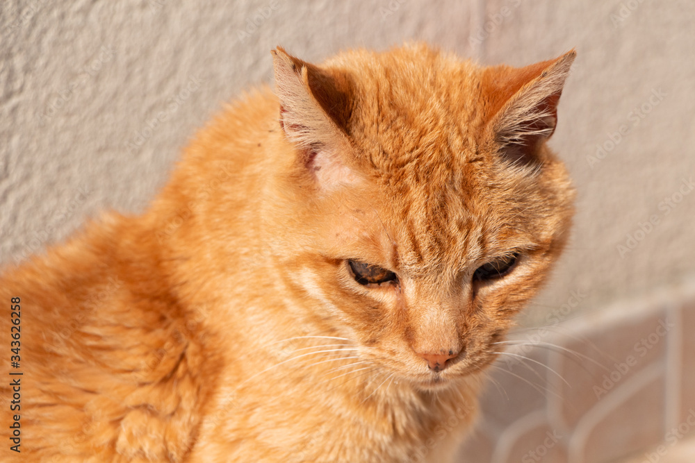 Close-up on the head of a red cat sitting in a garden Close-up on the head of a red cat sitting in a garden