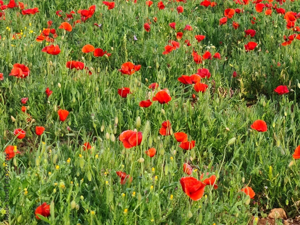 Fototapeta premium field of poppies