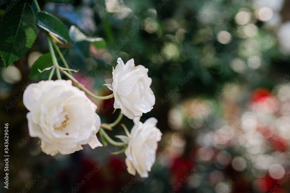 Obraz premium white roses in the garden