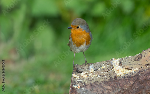 Robin Redbreast in Springtime.  Adult Robin perched on a log filled with crushed suet and seeds.  Close up.  Blurred green background.  Space for copy. © Anne Coatesy