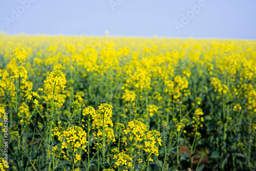 Rapeseed field on a sunny day with clear skies © thirdkey