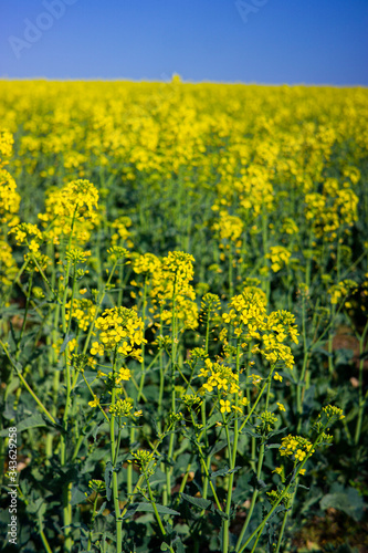 Rapeseed field on a sunny day with clear skies