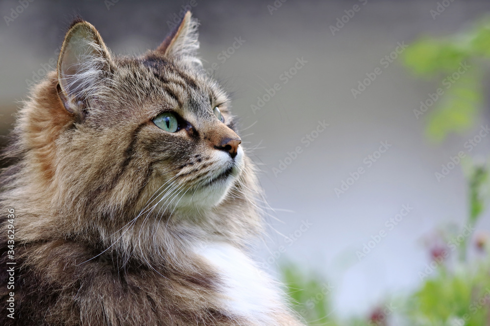 Das Gesicht einer hübschen neugierigen Norwegischen Waldkatze im Garten Das Gesicht einer hübschen neugierigen Norwegischen Waldkatze im Garten