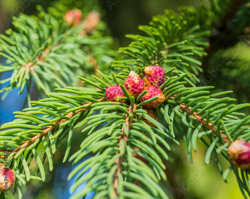 
young red cones on green spruce