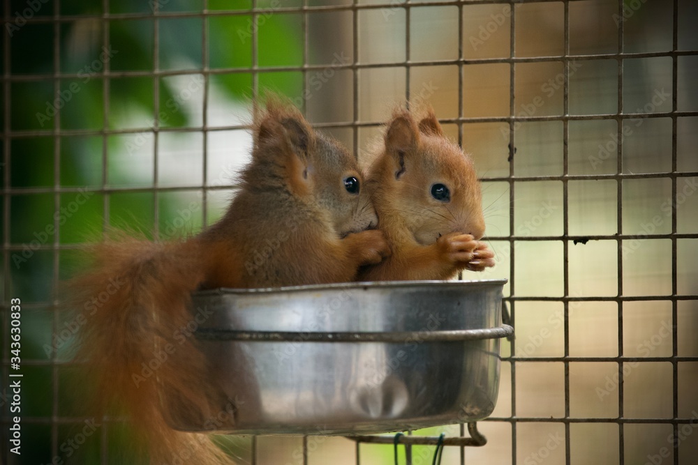 Obraz premium squirrel eating nut