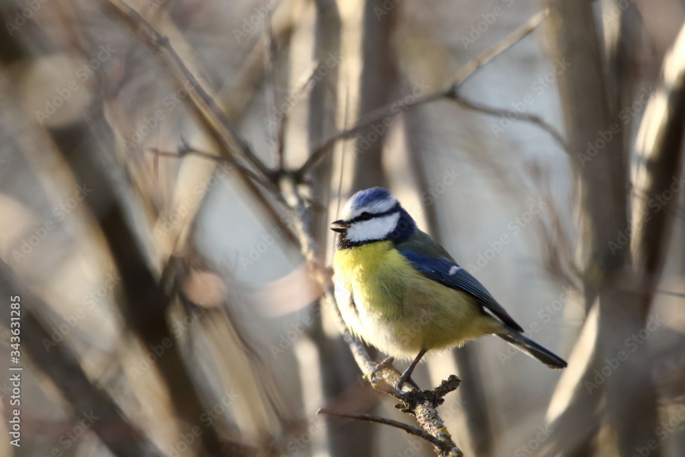 Obraz premium Blaumeise