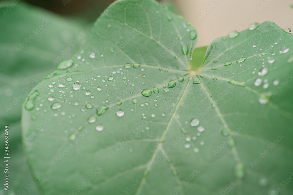 water drops on leaf water drops on leaf