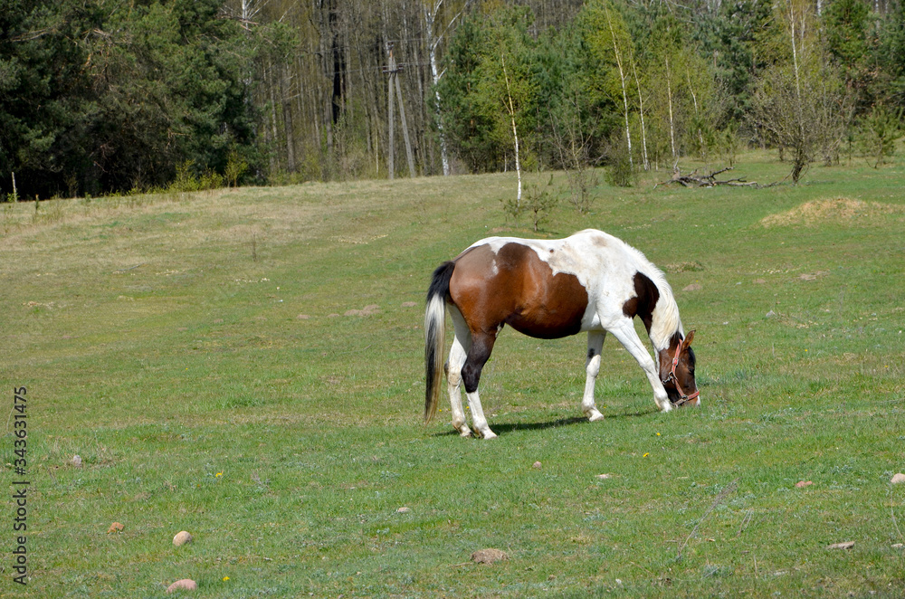 horse eating grass on a pasture in the countryside on a sunny spring day horse eating grass on a pasture in the countryside on a sunny spring day