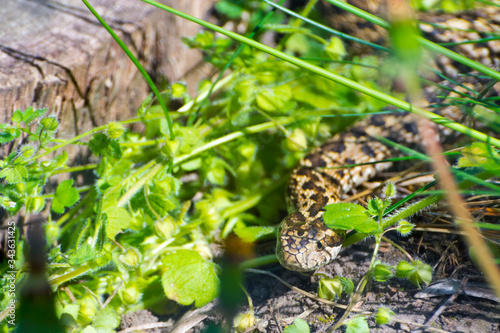 Hungarian meadow viper in the grass in Spring