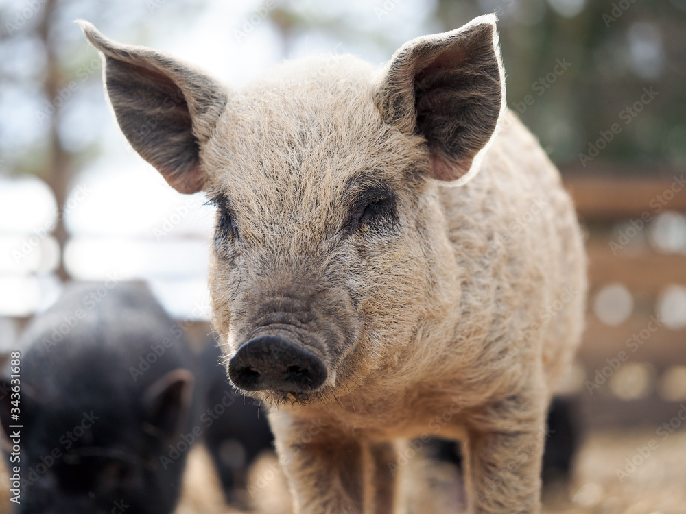 Shaggy pig of the Hungarian mangalitsa breed Shaggy pig of the Hungarian mangalitsa breed