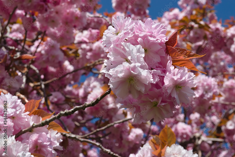 Flowers of Japanese cherry blossoms Flowers of Japanese cherry blossoms
