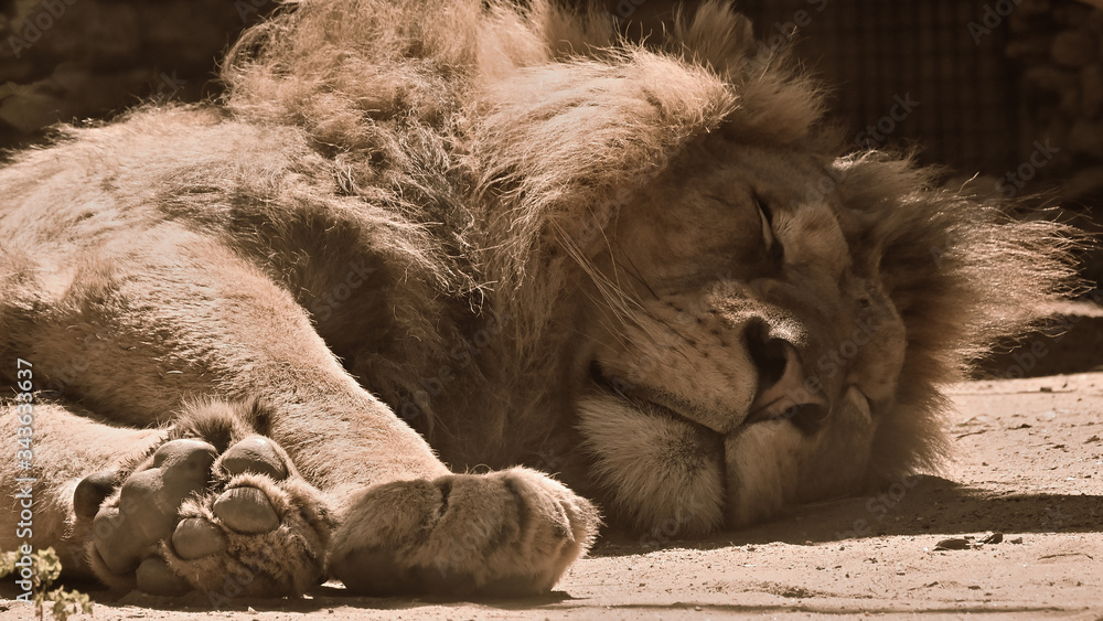 Naklejka premium Beautiful lion lying on the sun