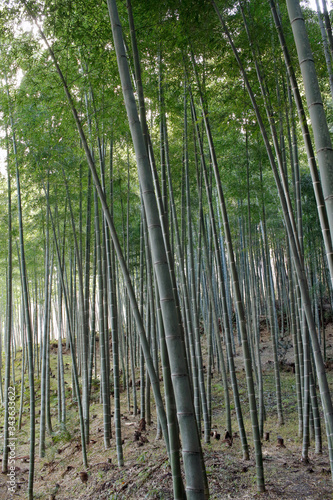 Arashiyama Bamboo Grove