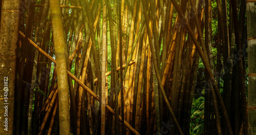 Natural and Peaceful Bamboo Forest with Green and Brown Trees. Sunlight highlights the stems from above for an artistic look. Ideal for nature  zen  and relaxation designs