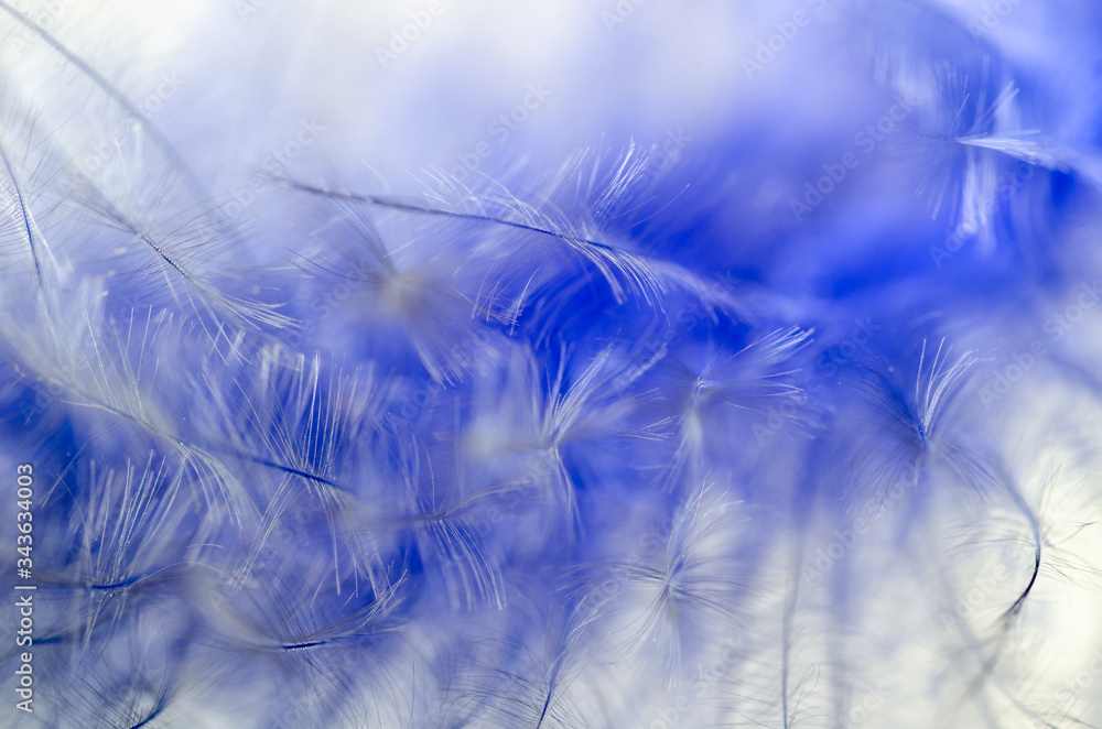 Fototapeta Beautiful and elegance blue tail feather