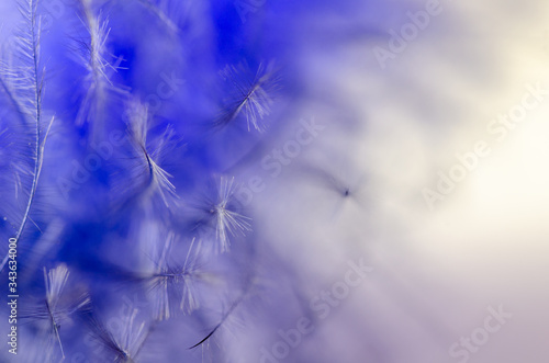 Beautiful and elegance blue feather, close up