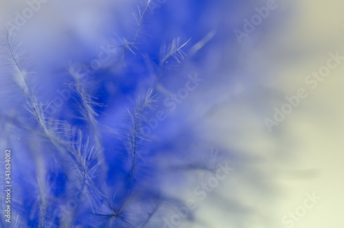 Beautiful and elegance blue feather  close up