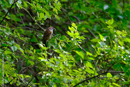 sparrow on brnach