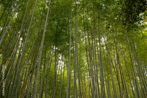 Arashiyama Bamboo Grove