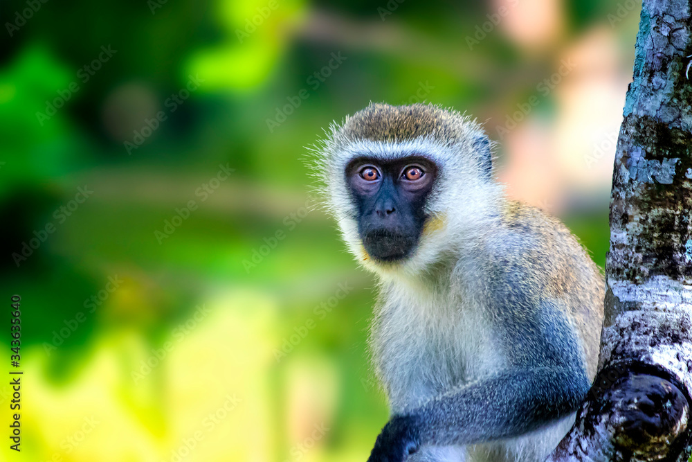 Sykes monkey, Cercopithecus albogularis, sitting on a tree and looking. Is cute. He leans his hand on a branch. It is a wildlife photo in Africa, Kenya.