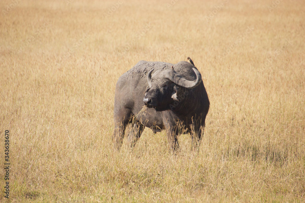 Buffalo in the golden african steppe on a sunny day Buffalo in the golden african steppe on a sunny day