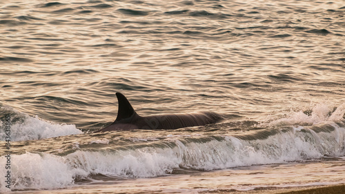 Orca hunting sea lions on the paragonian coast  Patagonia  Argentina