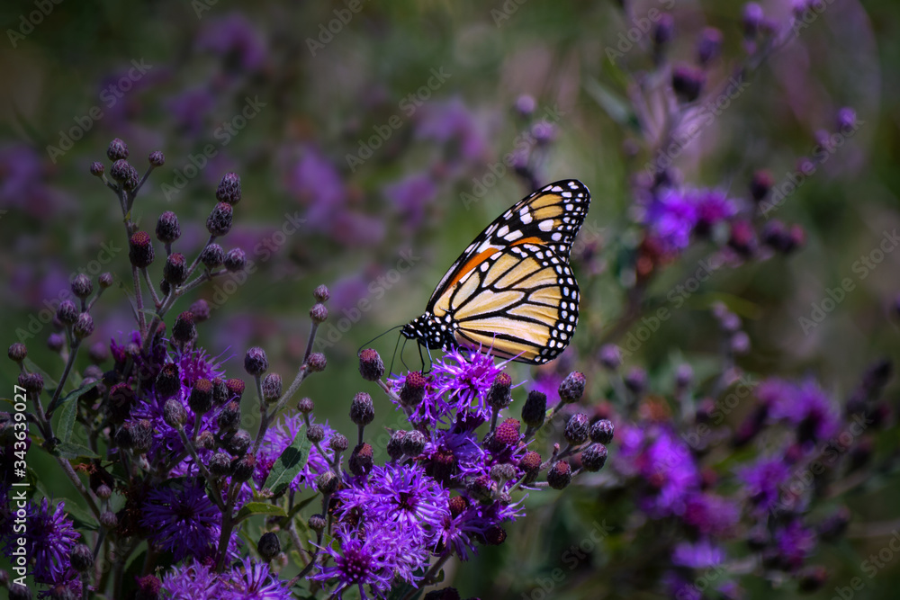 Monarch Butterfly on Purple Iron Weed Wildflowers Monarch Butterfly on Purple Iron Weed Wildflowers