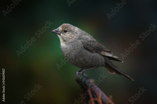 Cowbird, Female, Perched on Wrought Iron Chair with Green Bokeh Background