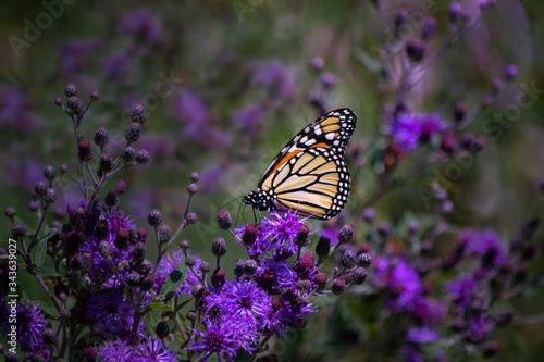 Monarch Butterfly on Purple Iron Weed Wildflowers