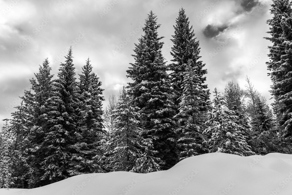winter forest in the snow with dramatic clouds - black and white