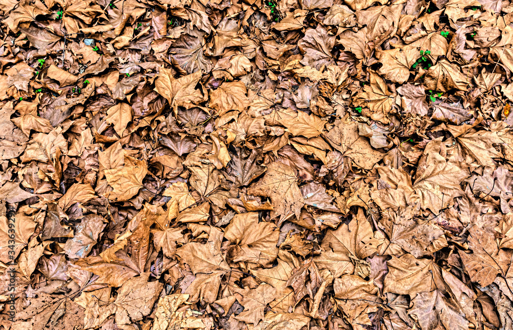 A field with a mass of dried leaves as a graphic background